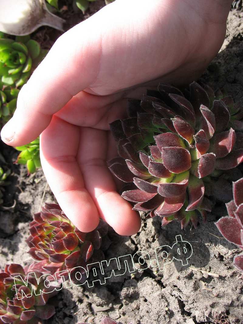 Sempervivum