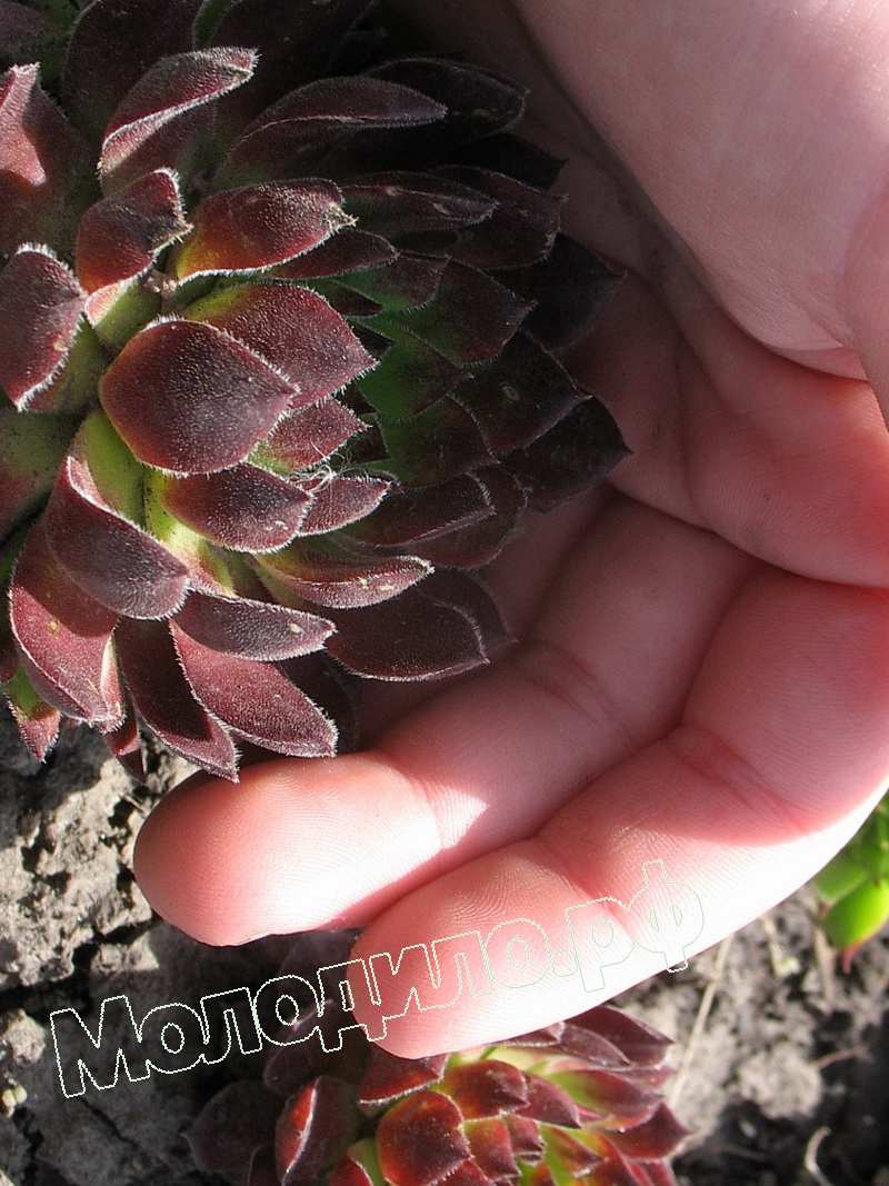 Sempervivum