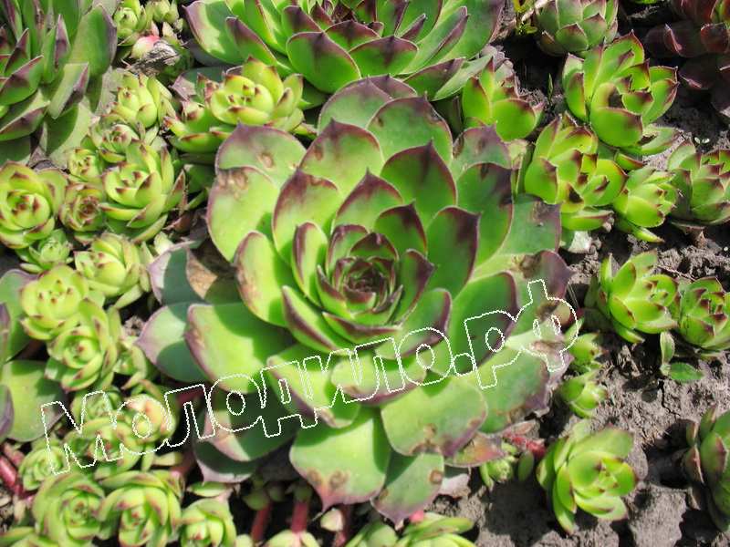 Sempervivum