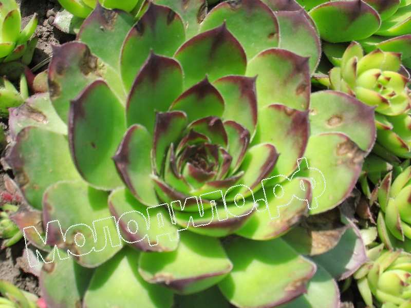 Sempervivum