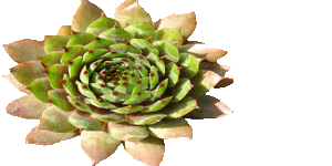  sempervivum   