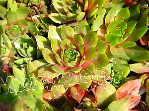   sempervivum   