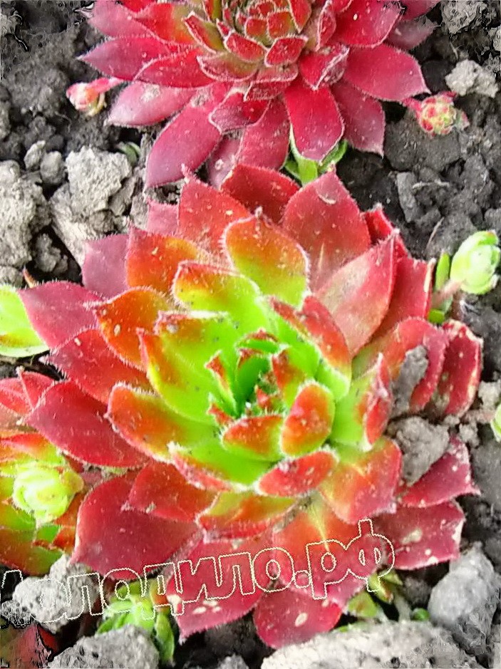  sempervivum   