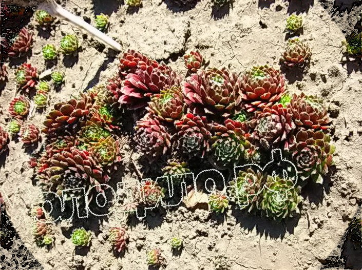  sempervivum   