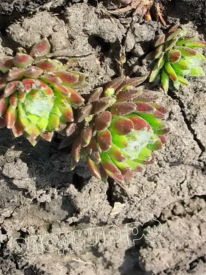   sempervivum