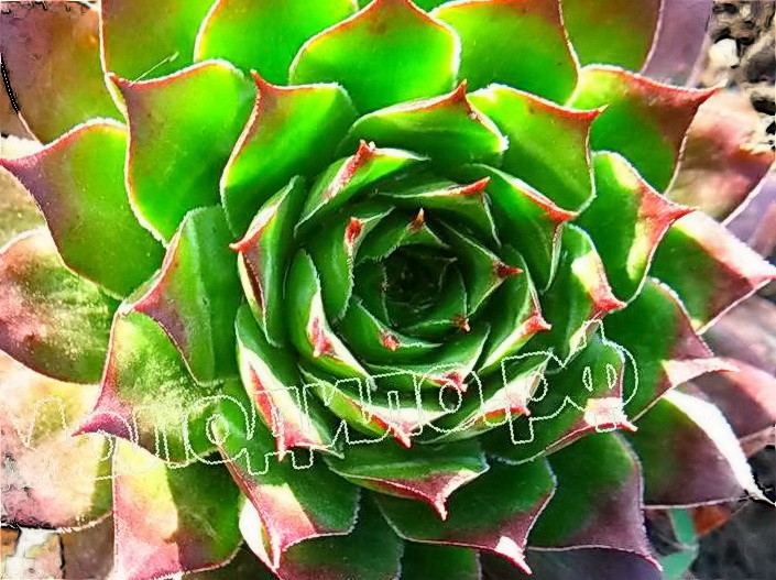   sempervivum