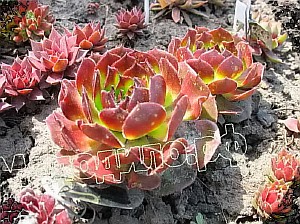   sempervivum   