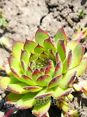  sempervivum   