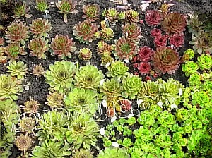    sempervivum