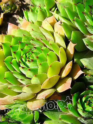  sempervivum   