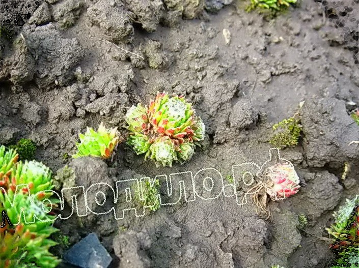  sempervivum   