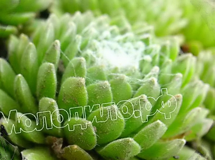  sempervivum   