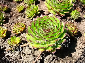  sempervivum    