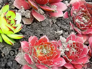  sempervivum   