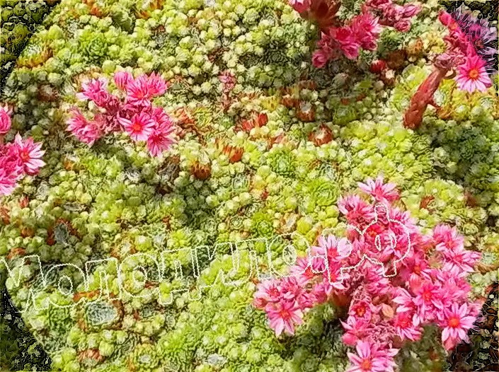   sempervivum   