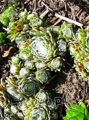  sempervivum    