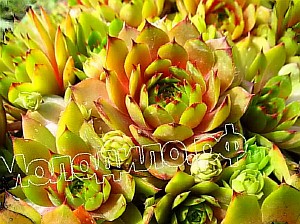   sempervivum   