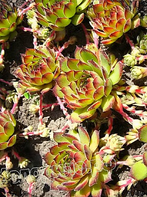   sempervivum