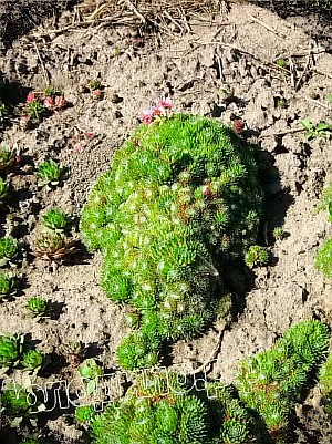   sempervivum   