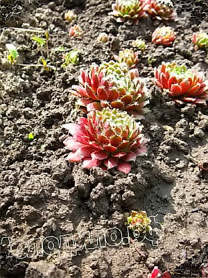  sempervivum   