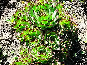   sempervivum   