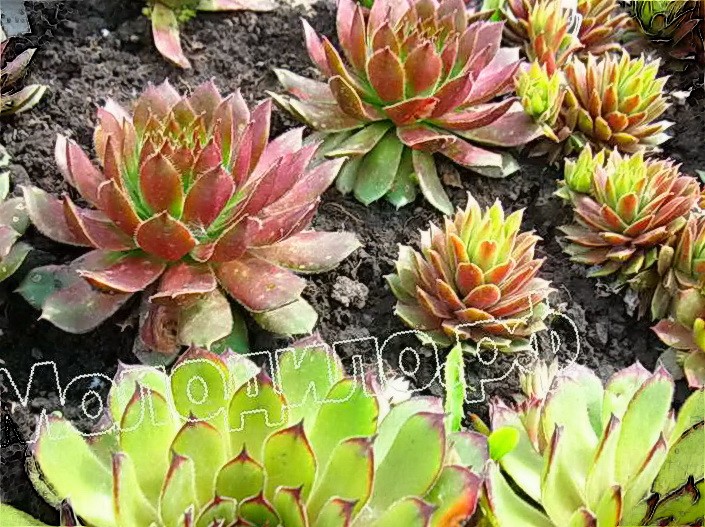    sempervivum