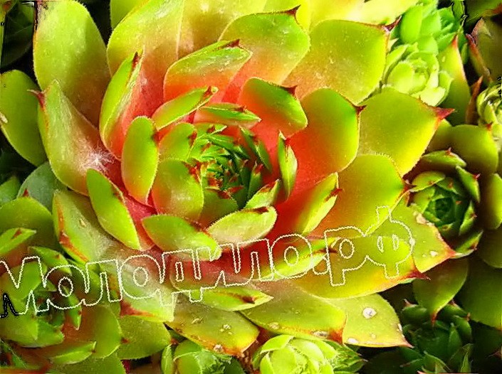   sempervivum   