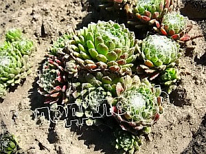  sempervivum   