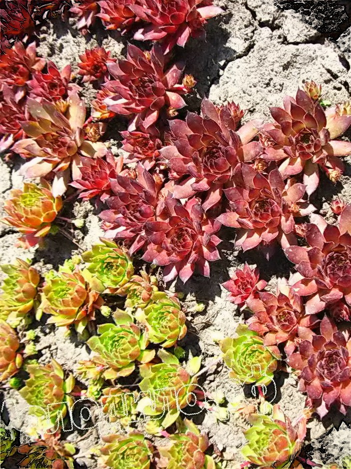   sempervivum   