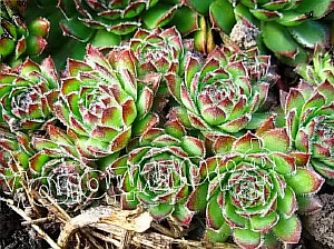  sempervivum   