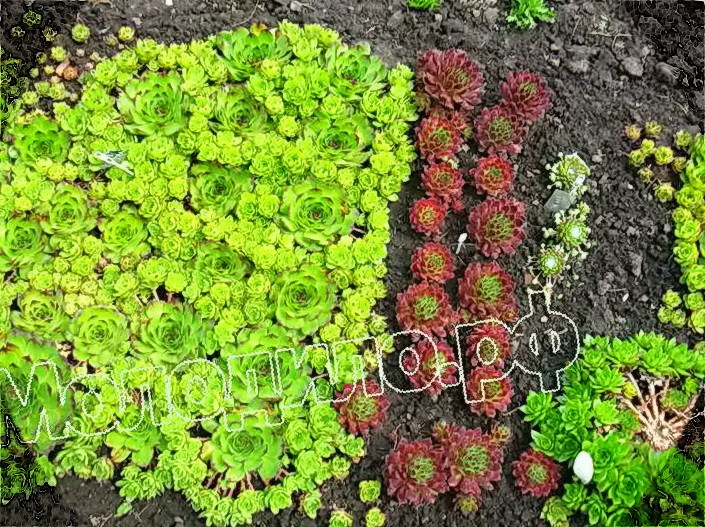  sempervivum   