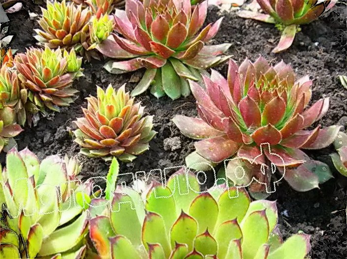   sempervivum  -  