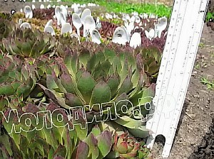  sempervivum   