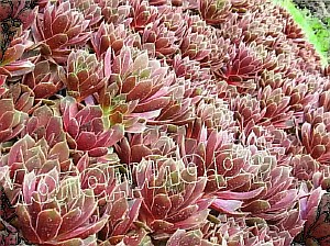   sempervivum    -