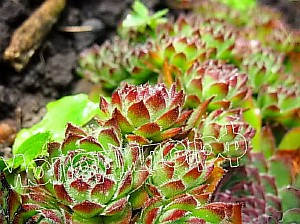   sempervivum     