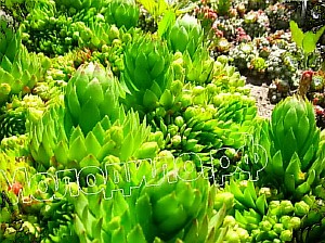  sempervivum    