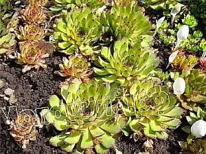  sempervivum   