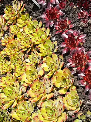   sempervivum