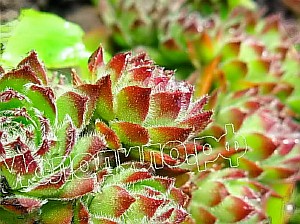  sempervivum   