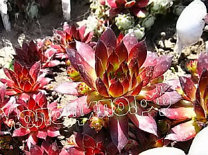  sempervivum    