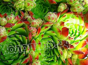  sempervivum   