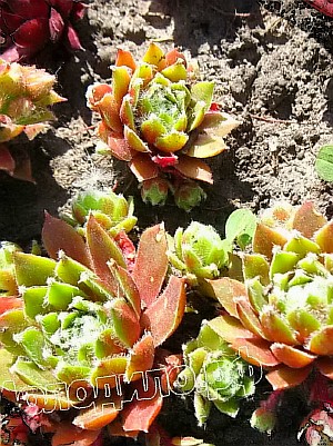   sempervivum  -  