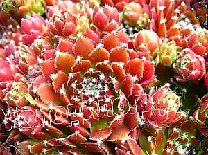  sempervivum   