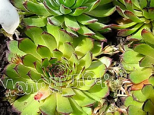   sempervivum   