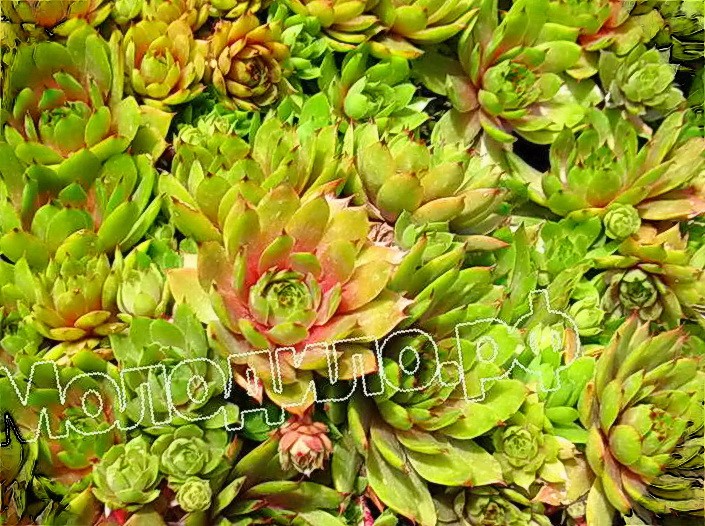 sempervivum   