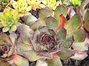   sempervivum   