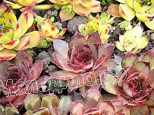   sempervivum  -  