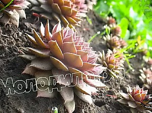  sempervivum   