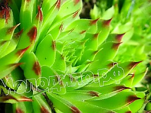  sempervivum   