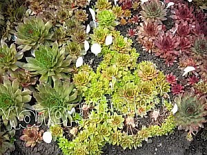  sempervivum    